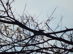 Nectarinia kilimensis