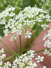 Perideridia americana