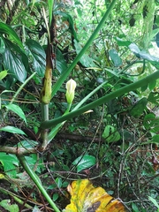 Philodendron sparreorum