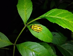 Alagoasa bipunctata