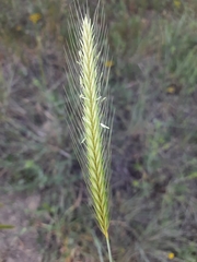 Poaceae