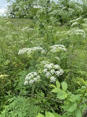 Perideridia americana
