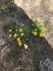 Erigeron linearis