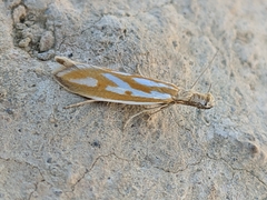 Pleurota honorella