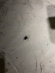 Prionotheca coronata