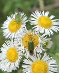 Calocoris