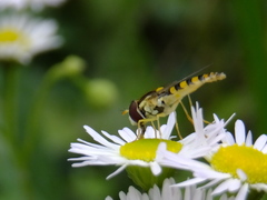 Syrphidae