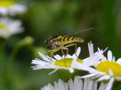 Syrphidae