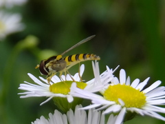 Syrphidae