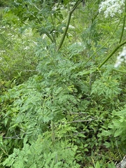 Perideridia americana