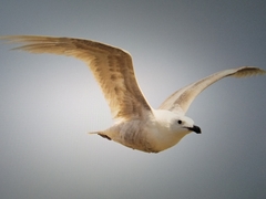 Larus hyperboreus