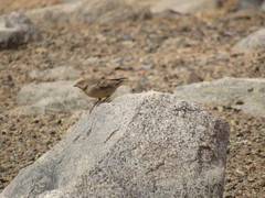 Sicalis olivascens