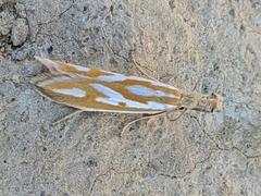 Pleurota honorella