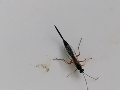 Lissonota lineolaris