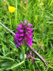Dactylorhiza purpurella