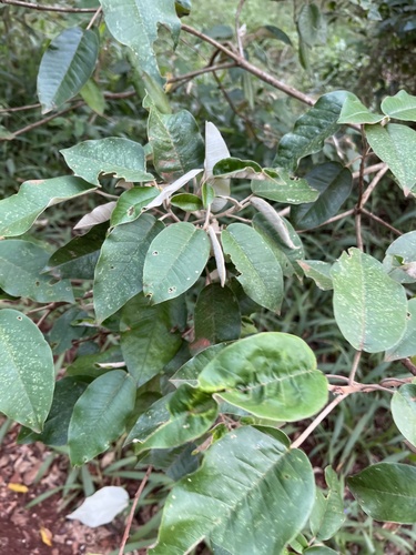 Croton megalocarpus, photograph 2
