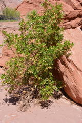 Tessaria dodonaeifolia