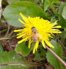 Apis mellifera