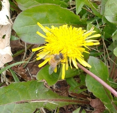 Apis mellifera
