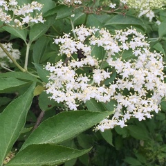 Sambucus nigra