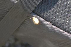 Paropsisterna bimaculata