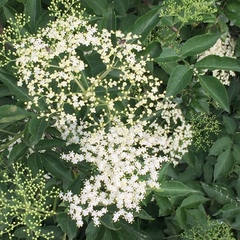 Sambucus nigra