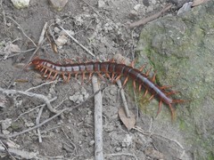 Scolopendra dehaani
