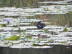 Thalassornis leuconotus