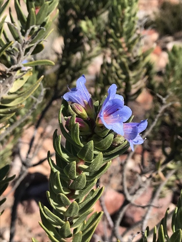 Kleinkaroo Healthbush (Lobostemon marlothii)