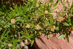 Tessaria dodonaeifolia