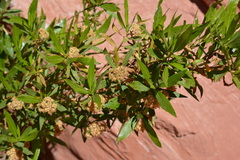 Tessaria dodonaeifolia