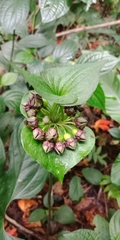 Tacca palmata