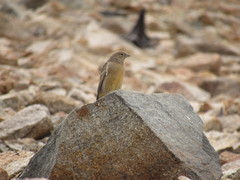 Sicalis olivascens