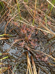 Drosera rotundifolia