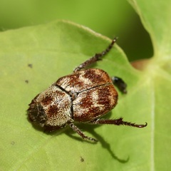 Hoplia trifasciata