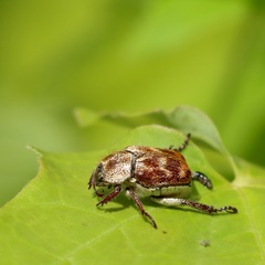 Hoplia trifasciata