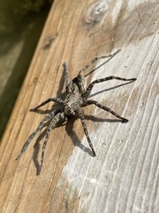 Dolomedes scriptus