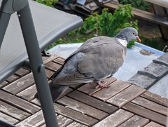 Columba palumbus