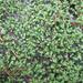 Leptinella dispersa rupestris - Photo (c) Dean, some rights reserved (CC BY-NC), uploaded by Dean