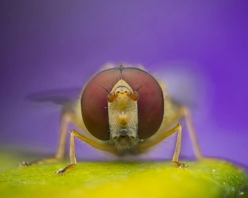 Marmalade hoverfly