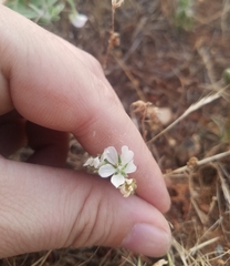 Sidalcea calycosa calycosa