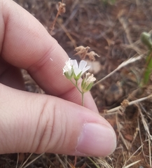 Sidalcea calycosa calycosa