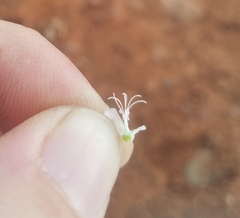 Sidalcea calycosa calycosa