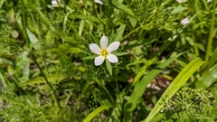 Sabatia calycina