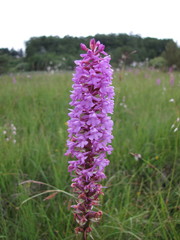 Gymnadenia densiflora