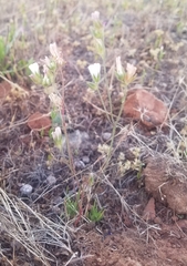 Sidalcea calycosa calycosa