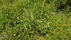 Sabatia calycina