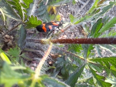 Cercopis intermedia