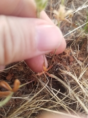 Sidalcea calycosa calycosa