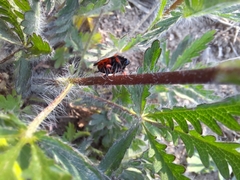 Cercopis intermedia